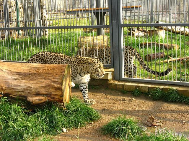 Grodno Zoo